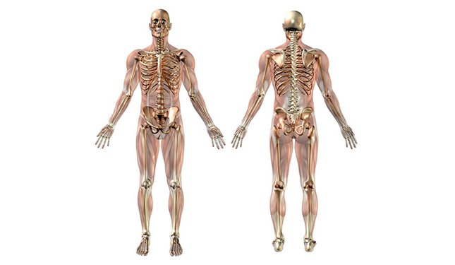 Anatomy and Physiology course - Image of Skeletal System