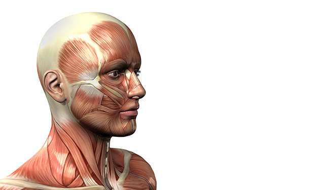 Anatomy and Physiology course - Image of Muscles of the Head